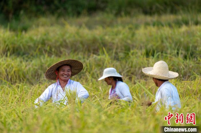 Guizhou inicia temporada da colheita de arroz