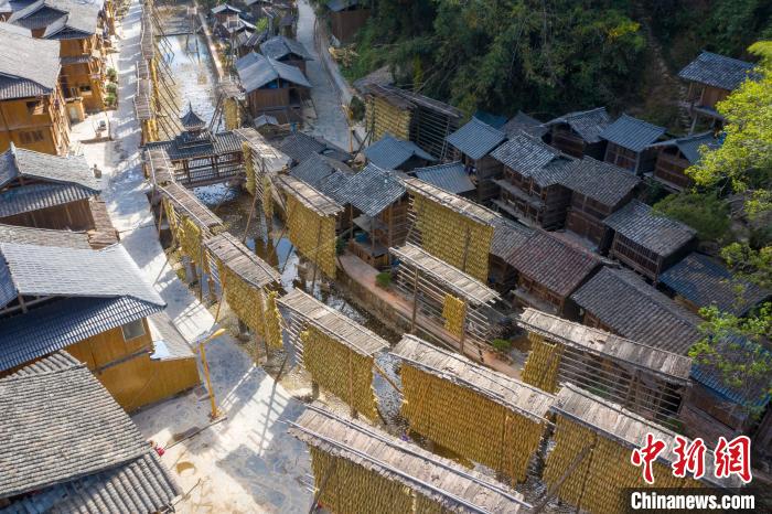 Guizhou inicia temporada da colheita de arroz