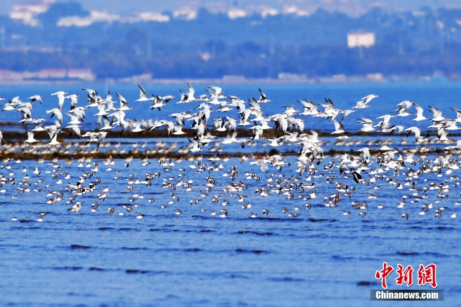 Shandong: aves migratórias chegam à baía de Jiaozhou na sua rota de inverno