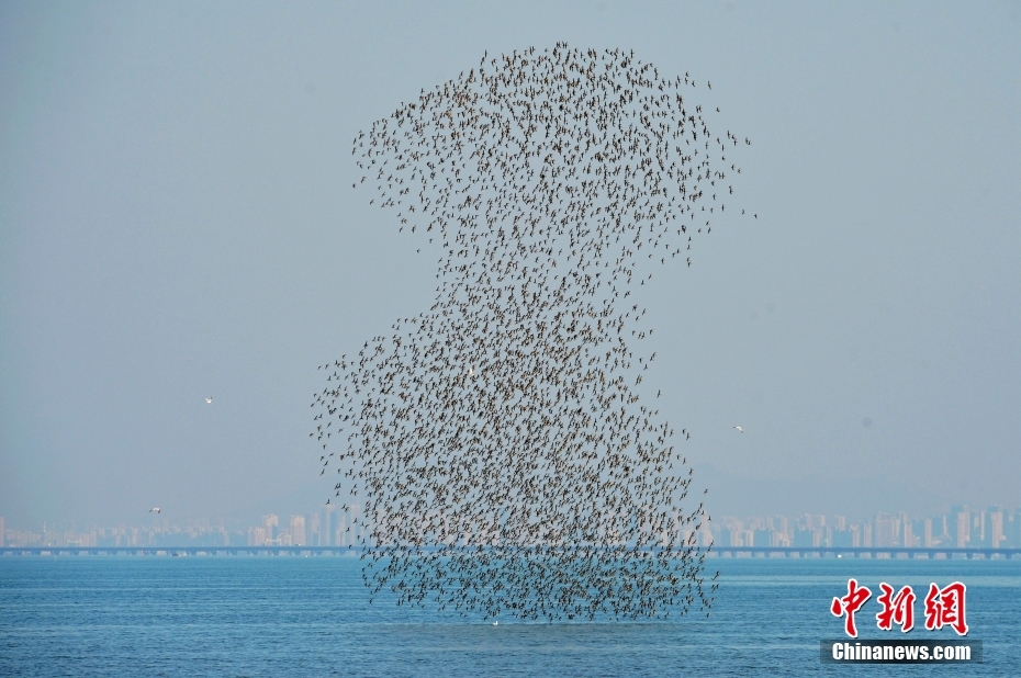 Shandong: aves migratórias chegam à baía de Jiaozhou na sua rota de inverno