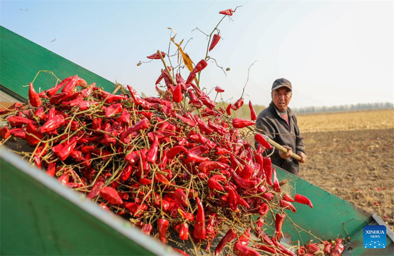 Mongólia Interior inicia temporada de colheita de pimentas
