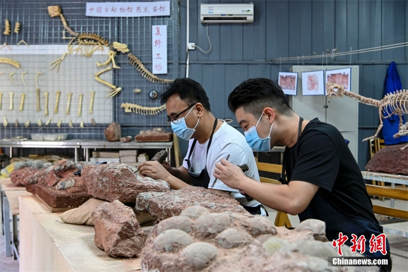 Número de fósseis de ovos de dinossauro excede 2.000 no Museu de Dinossauros de Heyuan