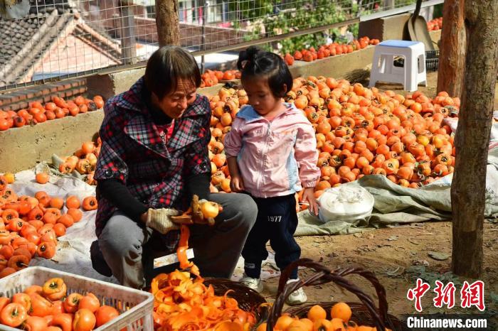 Shanxi inicia temporada de colheita de caquis