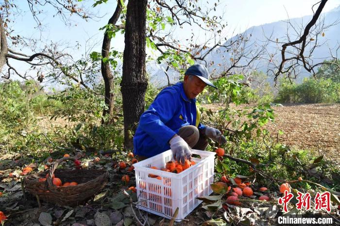 Shanxi inicia temporada de colheita de caquis