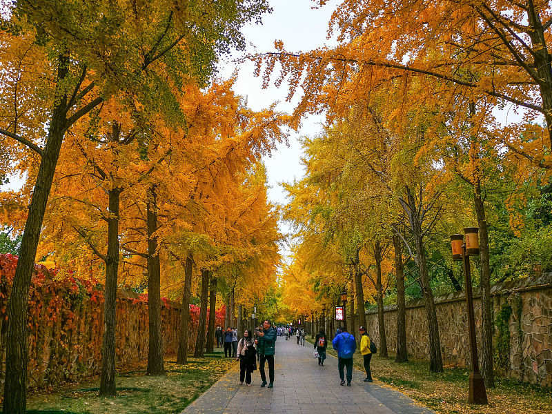 Beijing: cenário de outono do Antigo Palácio de Verão atrai turistas