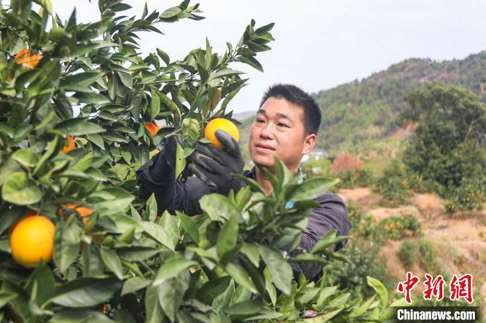 Jiangxi inicia temporada de colheita de laranjas
