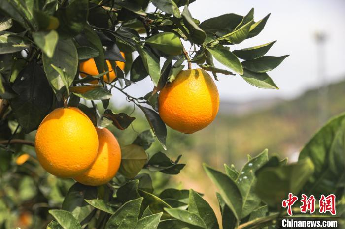 Jiangxi inicia temporada de colheita de laranjas