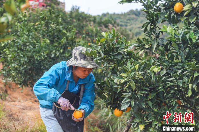 Jiangxi inicia temporada de colheita de laranjas