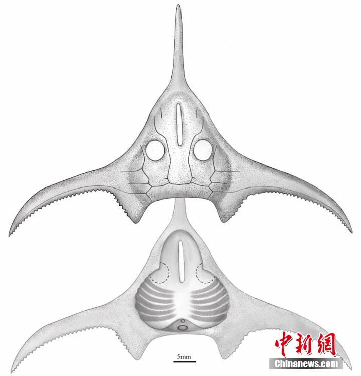 Academia Chinesa de Ciências disponibiliza representação de pterogonaspis, espécie com 410 milhões de anos