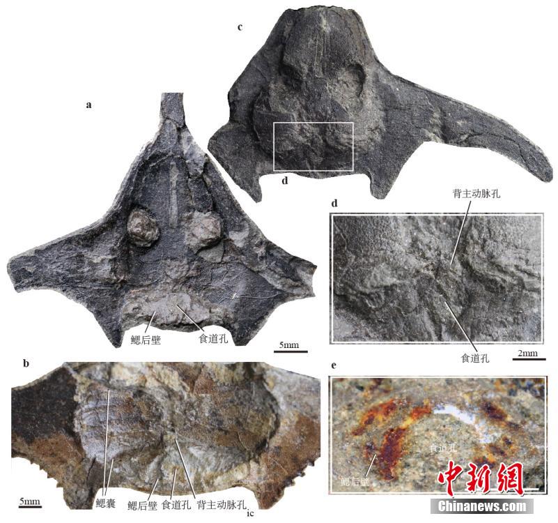 Academia Chinesa de Ciências disponibiliza representação de pterogonaspis, espécie com 410 milhões de anos