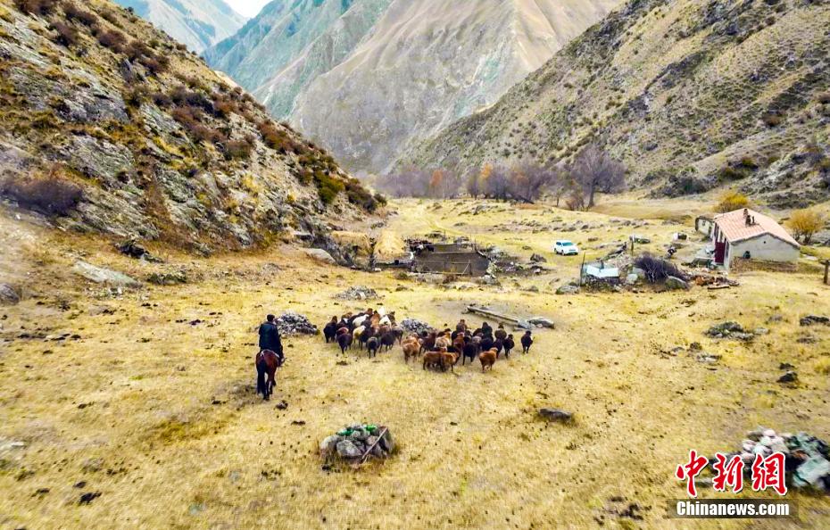 Galeria: Xinjiang inicia temporada de atividade pecuária de inverno