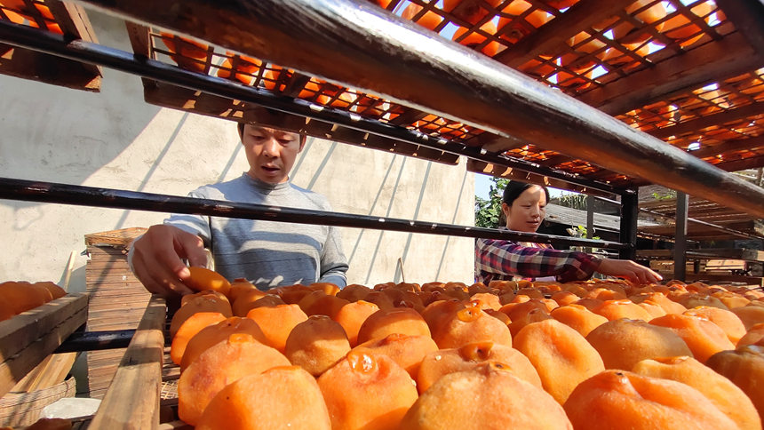 Guangxi inicia temporada da colheita de caquis