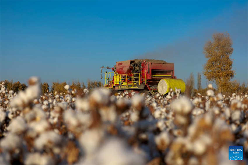 Xinjiang: colheita do algodão chega ao fim