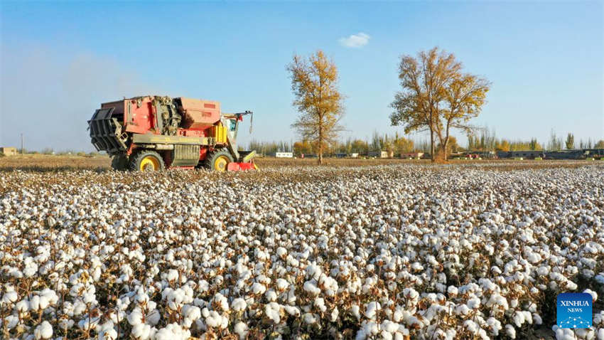 Xinjiang: colheita do algodão chega ao fim