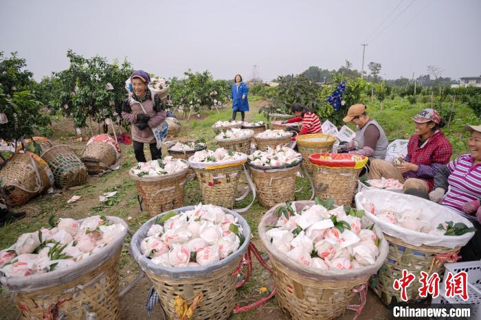Sichuan inicia temporada de colheita de laranja　