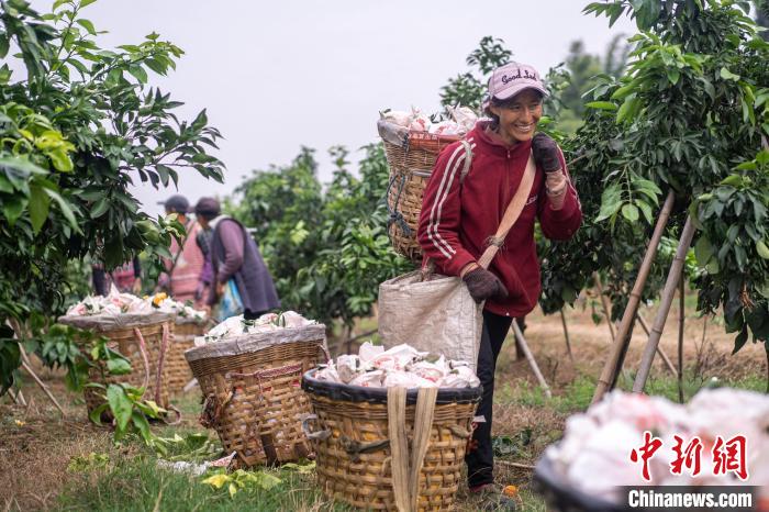 Sichuan inicia temporada de colheita de laranja　
