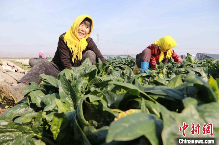 Galeria: agricultores atarefados durante a época de colheita em Shandong