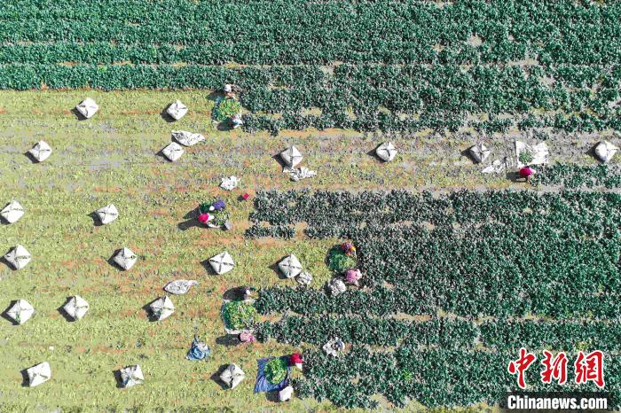 Galeria: agricultores atarefados durante a época de colheita em Shandong