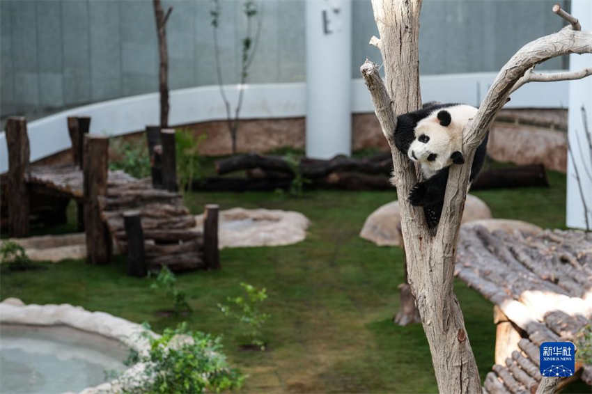 Pandas chineses se reúnem ao público na primeira Casa Panda de Doha antes da Copa do Mundo