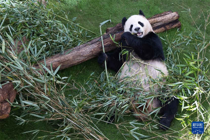 Pandas chineses se reúnem ao público na primeira Casa Panda de Doha antes da Copa do Mundo