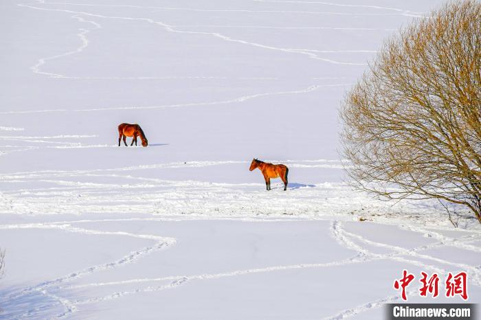 Xinjiang: paisagem após queda de neve em prado de Nalati