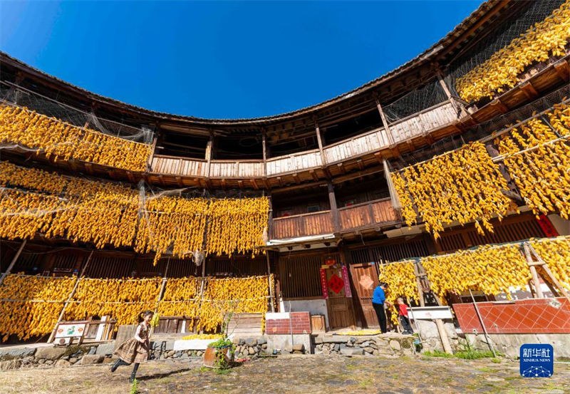 Fujian inicia temporada de colheita de milho