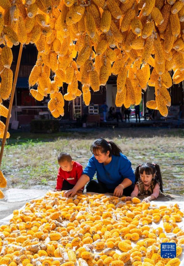 Fujian inicia temporada de colheita de milho