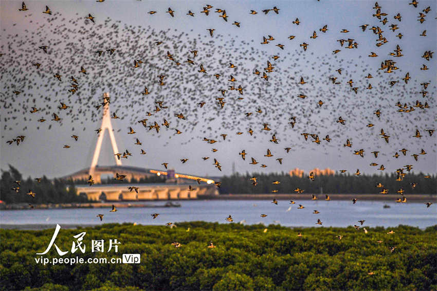 Galeria: um grande número de aves migratórias voa em Haikou 