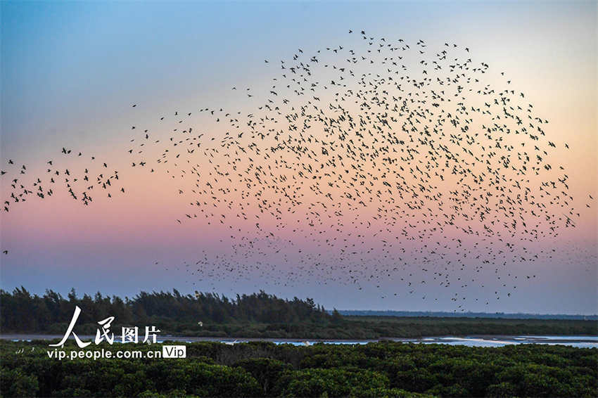 Galeria: um grande número de aves migratórias voa em Haikou 