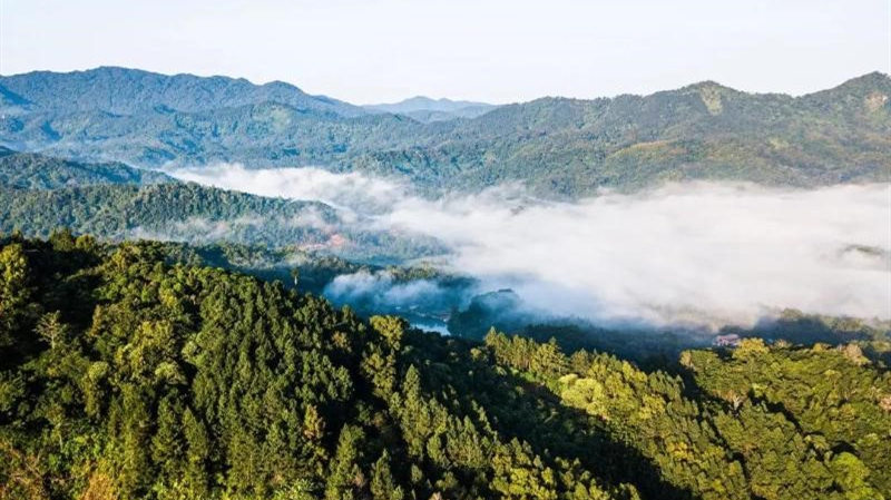 Hainan toma várias medidas para fortalecer proteção ecológica dos parques nacionais da floresta tropicalDesde que Hainan lançou os trabalhos piloto do sistema de parques nacionais em 2019, o restauro da ecologia local tornou-se uma prioridade. 