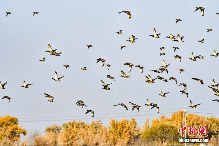 Rio Tarim se torna local ideal para migração de aves