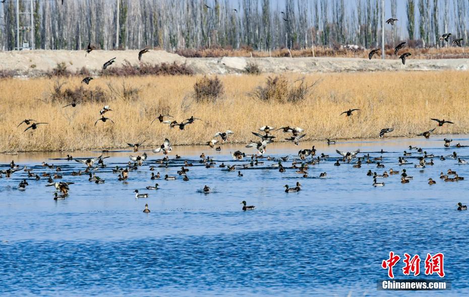 Rio Tarim se torna local ideal para migração de aves