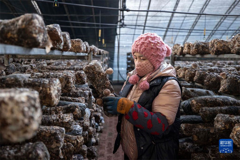Indústria de fungos comestíveis ajuda revitalização rural de Ningxia