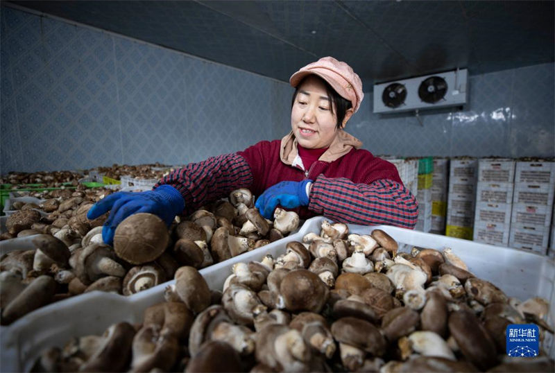 Indústria de fungos comestíveis ajuda revitalização rural de Ningxia