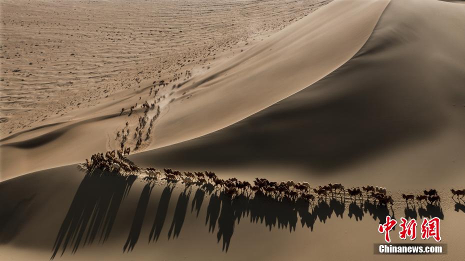 Galeria: transferência de camelos em inverno é iniciada no deserto de Badain Jaran