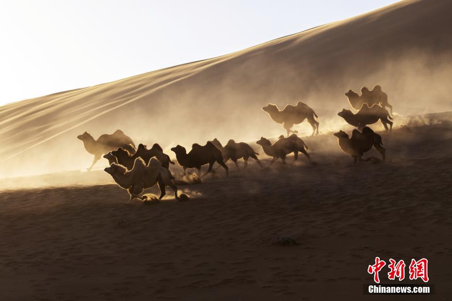 Galeria: transferência de camelos em inverno é iniciada no deserto de Badain Jaran