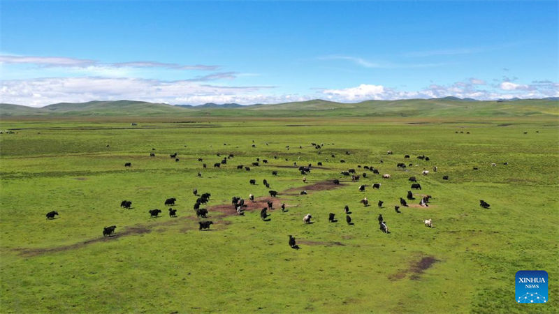 Noroeste da China restaura vegetação danificada através da conservação do solo 