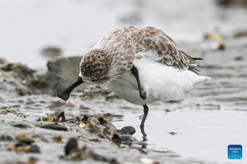 Sul da China repõe ecossistemas com retorno de aves migratórias