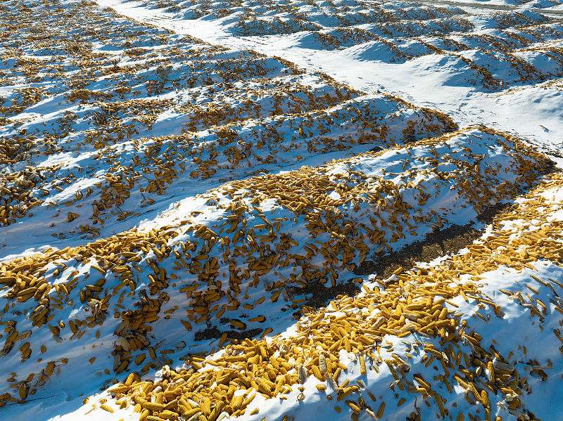 Helongjiang: campos de milho seco contrastam com a neve