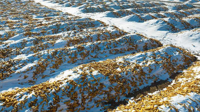 Helongjiang: campos de milho seco contrastam com a neve Os moradores da vila de Dongxing estão secando milho nos campos, na cidade de Shuangyashan, província de Heilongjiang, nordeste da China. 