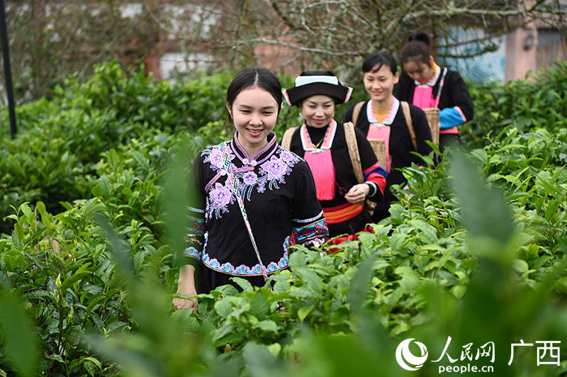 Chá Liubao torna-se produto mais vendido de Guangxi no exterior
