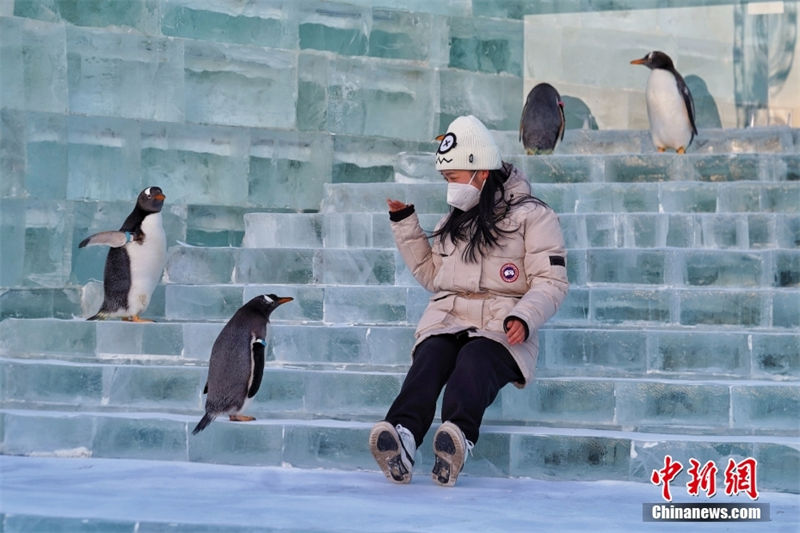 24º Mundo de Gelo e Neve de Harbin está aberto ao público