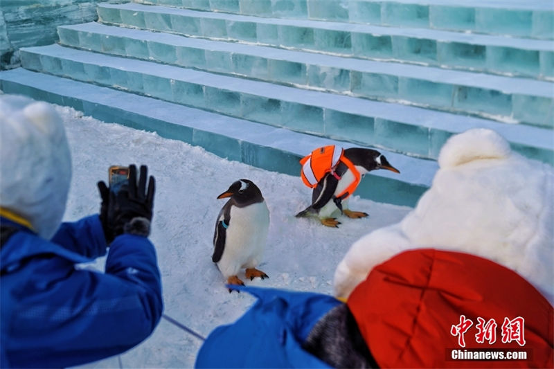 24º Mundo de Gelo e Neve de Harbin está aberto ao público
