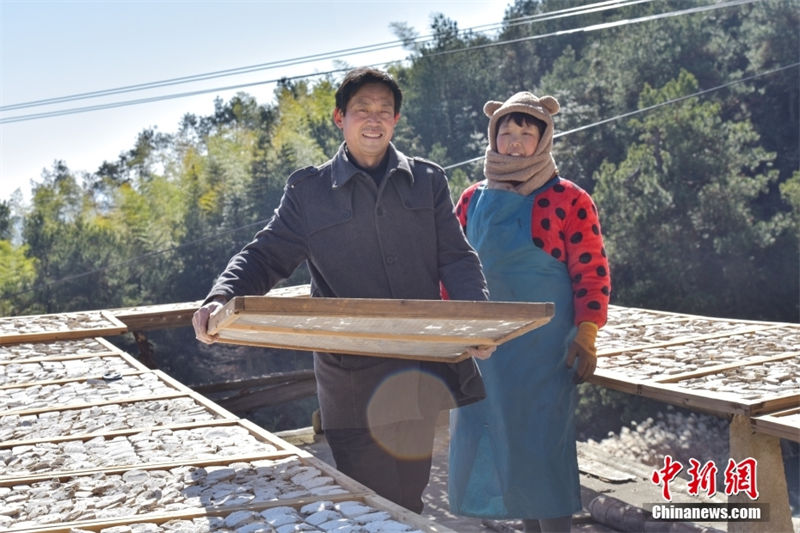 Anhui: indústria de poria cocos ajuda a aumentar renda