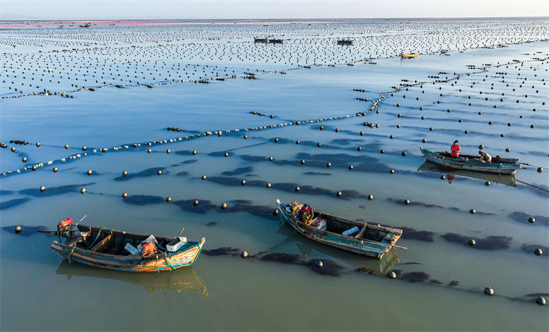 Pescadores de Shandong estão ocupados com pesca marinheira do inverno