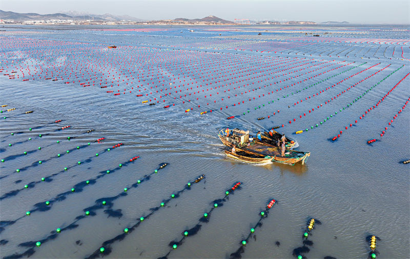 Pescadores de Shandong estão ocupados com pesca marinheira do inverno