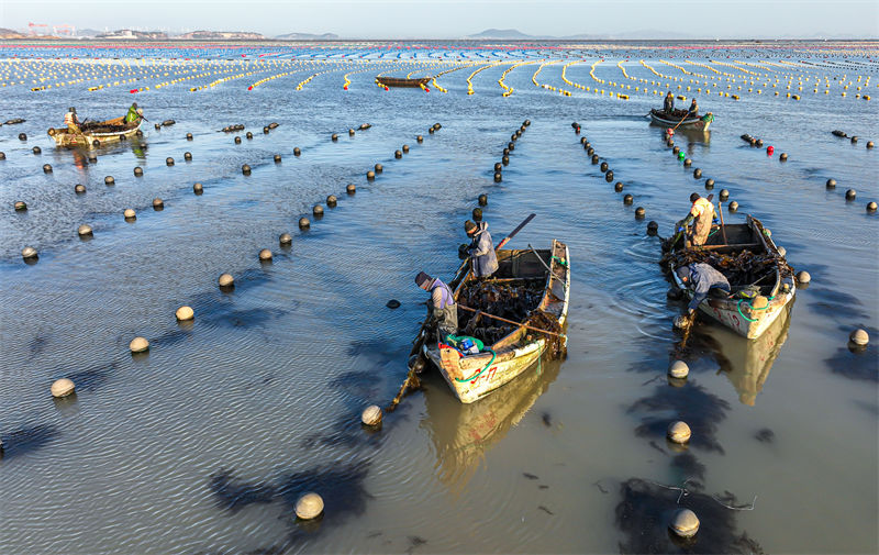 Pescadores de Shandong estão ocupados com pesca marinheira do inverno