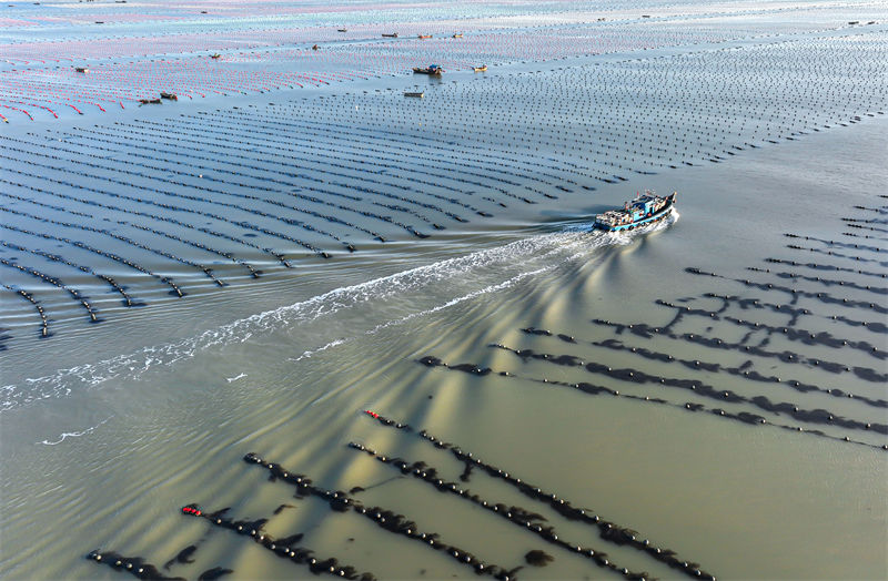 Pescadores de Shandong estão ocupados com pesca marinheira do inverno