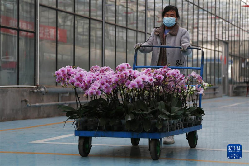 Mercados de flores estão animados com aproximação do Ano Novo