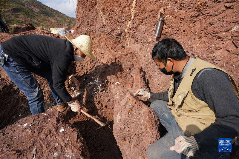 Yunnan: trabalho de escavação de 9 novos sítios de fósseis de dinossauros é iniciado